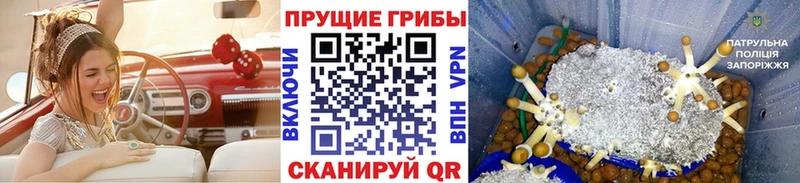 Псилоцибиновые грибы GOLDEN TEACHER Выборг